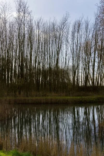 オランダのロッテルダムの池の近くにある葉のない木の垂直ショット — ストック写真