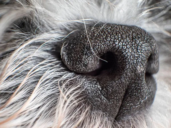 A closeup shot of a dog nose