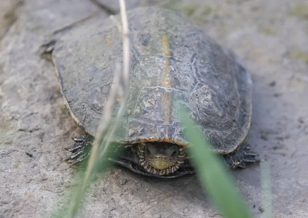 Eine Nahaufnahme Einer Schildkröte Auf Einem Felsen — Stockfoto