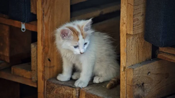 Het Schattige Witte Katje Houten Ladeplank Close — Stockfoto