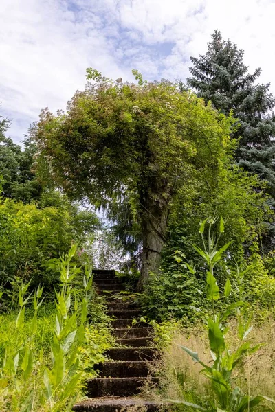 Stairs Plants Garden — Stock Photo, Image