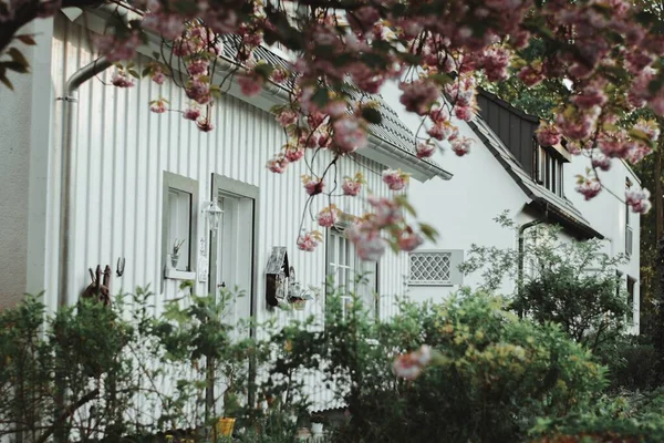 Piękne Ujęcie Białych Domów Widziane Zielonymi Krzewami Różowymi Kwiatami — Zdjęcie stockowe