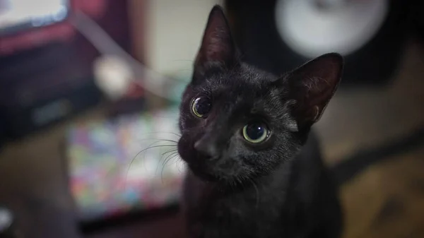 Selektivní Zaostření Záběru Černé Kočky Zelenýma Očima — Stock fotografie