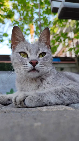 야외에 카메라를 고양이의 — 스톡 사진