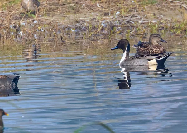 Ducks Swimming Lake Spring — Stock Photo, Image