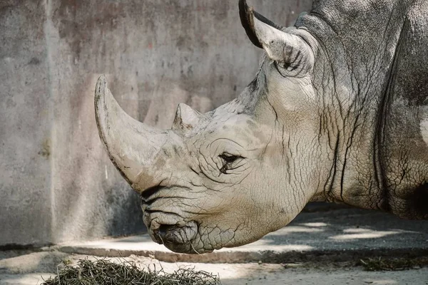 Adult Rhino Eating Ground — Stock Photo, Image