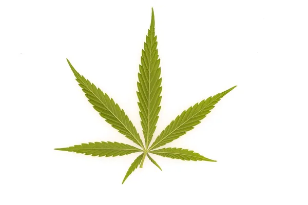 Een Close Shot Van Een Cannabis Witte Achtergrond — Stockfoto