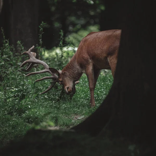 一头公鹿在绿树成荫时触角 — 图库照片