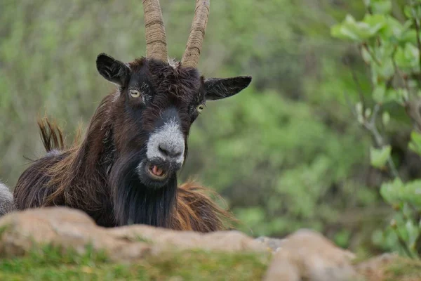 Brown Male Goat Sitting Field Blurred Nature Background — Stock Photo, Image