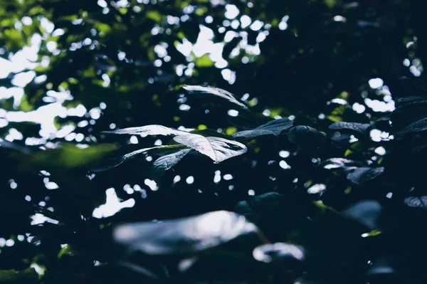 Селективный Фокус Изображения Зеленых Листьев Дереве Боке Фона — стоковое фото