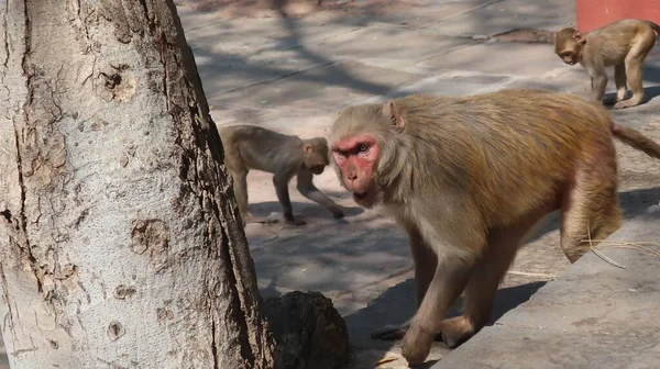 Gros Plan Une Mère Singe Avec Des Bébés Singes Marchant — Photo