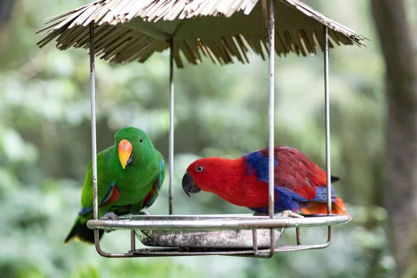 Papagaio Verde Vermelho Pequeno Mirante Decorativo Jardim — Fotografia de Stock