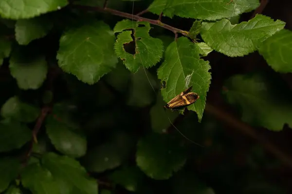 Ένα Κοντινό Πλάνο Μιας Μικρής Πεταλούδας Στο Πράσινο Φύλλο — Φωτογραφία Αρχείου