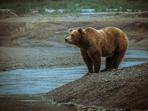 Medvědice Hnědá Stojí Břehu Pobřežního Potoka Katmai Aljašce Řeka Pláž — Stock fotografie