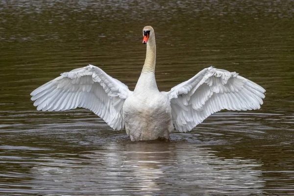 Cisne Mudo Estira Sus Alas Mostrando Detalles Debajo Las Alas — Foto de Stock