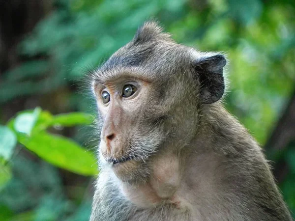 Close Macaco Caranguejo Comendo Bonito Olhando Para Longe — Fotografia de Stock