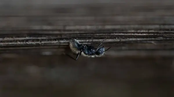 Una Macro Toma Una Hormiga Sobre Una Viga Madera — Foto de Stock