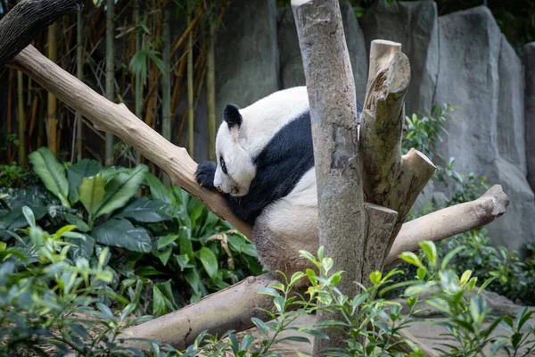 Słodka Panda Relaksująca Się Gałęzi Drzewa Zoo — Zdjęcie stockowe