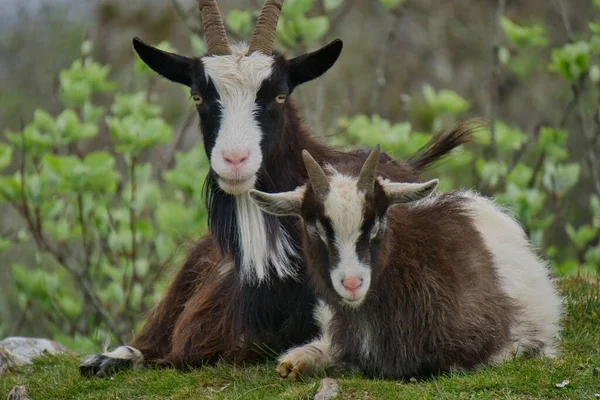 Belo Duas Cabras Pequeno Grande Sentado Grama Com Fundo Natureza — Fotografia de Stock