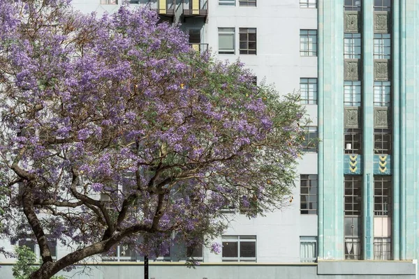 Eine Wohnhausfassade Hinter Blühendem Baum Los Angeles — Stockfoto