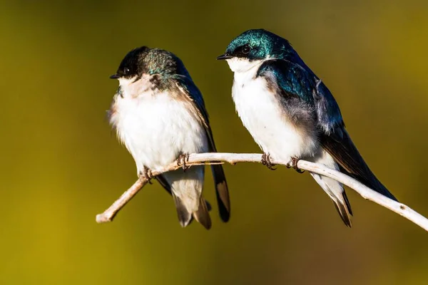 Tiro Close Belos Pássaros Engolir Sentado Galho Árvore Sob Sol — Fotografia de Stock