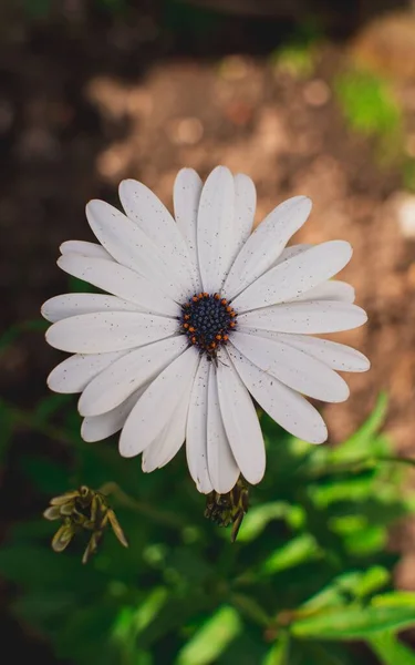 Bahçede Beyaz Bir Osteospermum Çiçeği — Stok fotoğraf