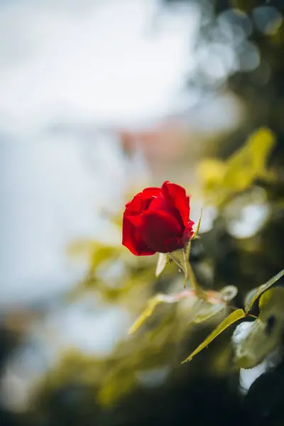 Eine Vertikale Nahaufnahme Einer Blühenden Leuchtend Roten Rose — Stockfoto