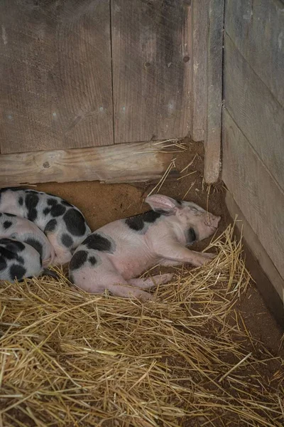 Una Granja Cerdos Bebés Granero — Foto de Stock