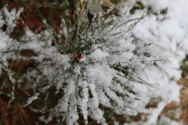 Una Flor Plantas Congeladas Durante Invierno —  Fotos de Stock