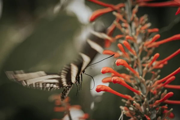 Μια Μακρο Φωτογραφία Μιας Ασπρόμαυρης Πεταλούδας Που Προσγειώνεται Ένα Φυτό — Φωτογραφία Αρχείου