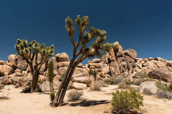 Beautiful Stark Desert Landscape Bristled Joshua Trees Rock Formations Sunny — Stock Photo, Image