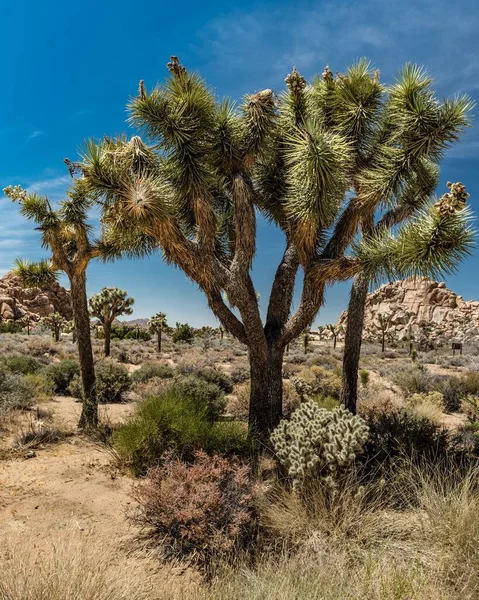 Vertikální Záběr Krásné Pusté Krajiny Ježatými Stromy Joshua Slunečného Dne — Stock fotografie