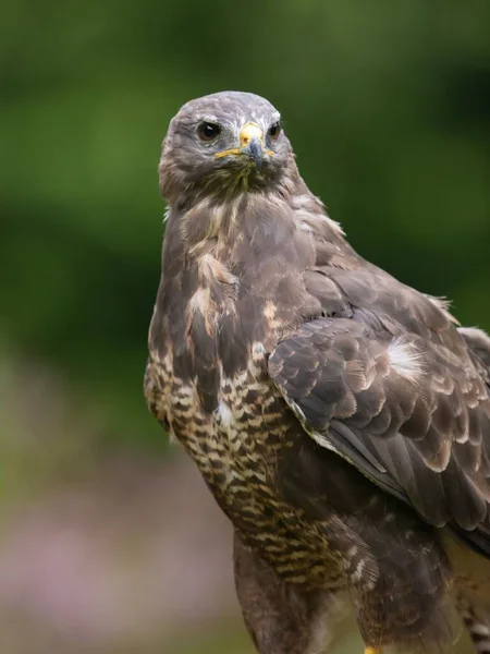 Ein Selektiver Fokus Eines Braunen Falken — Stockfoto