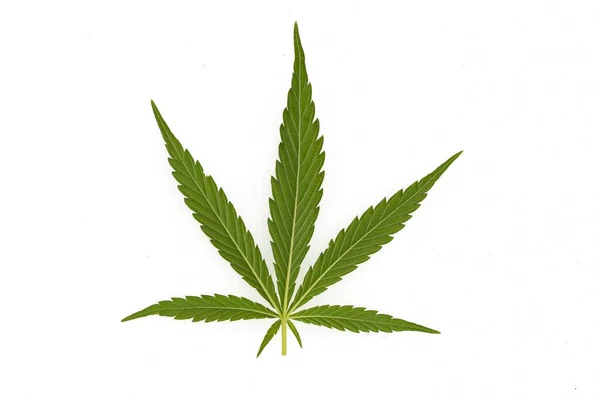 Närbild Cannabis Den Vita Bakgrunden — Stockfoto