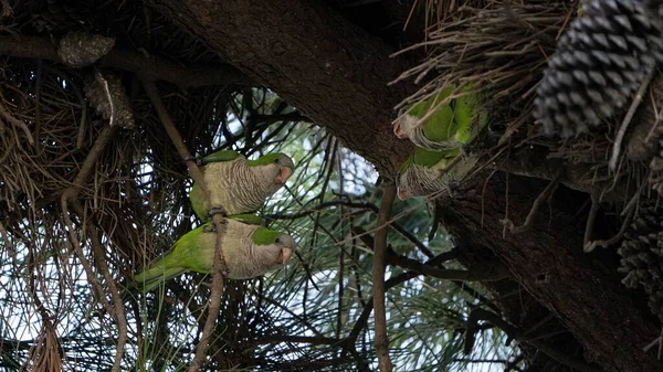 Quatro Papagaios Verdes Empoleirados Árvore — Fotografia de Stock
