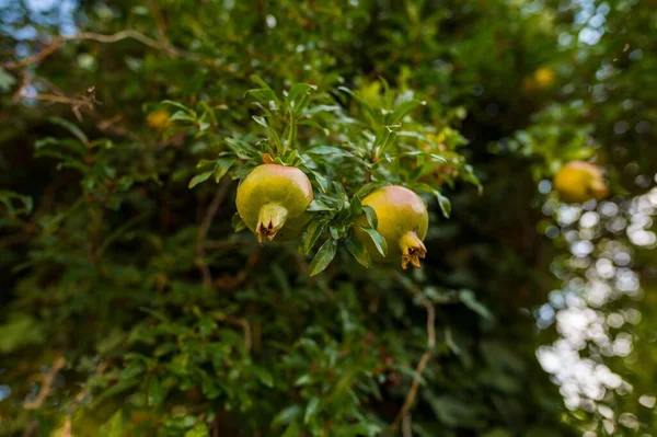 Primer Plano Granada Inmadura Colgando Una Rama Árbol Jardín Cultivo — Foto de Stock