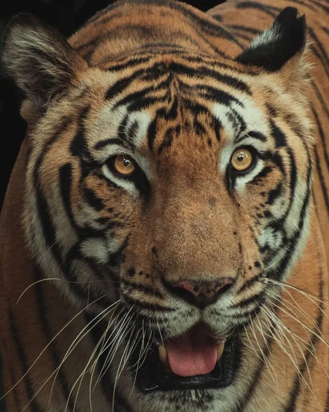 Vertikal Närbild Tigers Huvud — Stockfoto