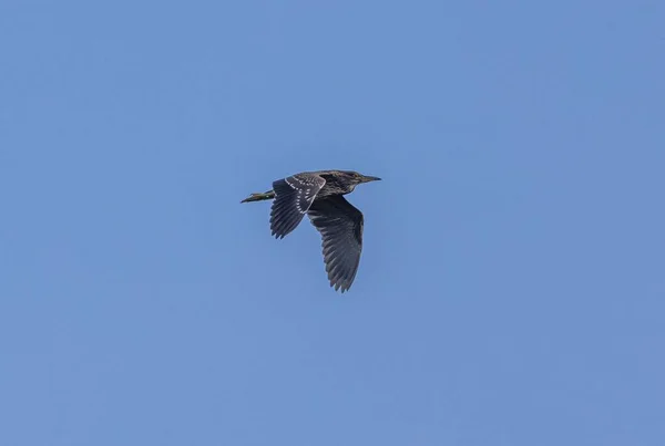 Pájaro Garza Gran Pico Volando Fondo Azul Del Cielo —  Fotos de Stock