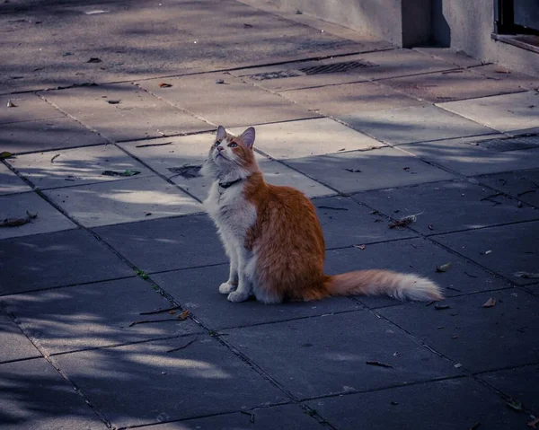 Gato Naranja Sentado Acera Una Calle Mirando Hacia Arriba — Foto de Stock