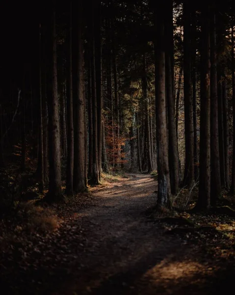 Caminho Uma Floresta Bávara Cênica Durante Outono — Fotografia de Stock