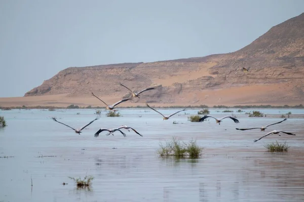 Group Yellow Billed Storks Wading River Egypt — Stock Photo, Image