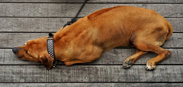 一只棕色的狗躺在室外的头像 — 图库照片