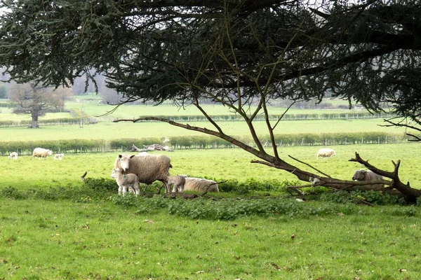 Ein Schaf Und Lämmer Schatten Unter Dem Baum Kent — Stockfoto