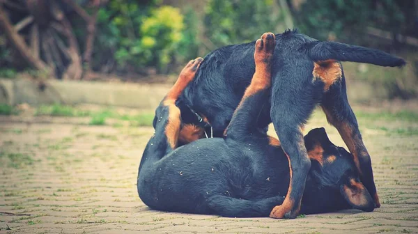 Primer Plano Dos Cachorros Raza Rottweiler Jugando Parque —  Fotos de Stock