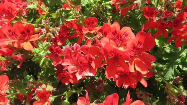 Nærbillede Røde Geranium Eller Pelargonium Blomster Haven - Stock-foto