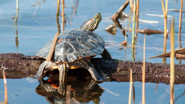 Closeup Red Eared Slider Climbing Tree Log Water — Stock Photo, Image