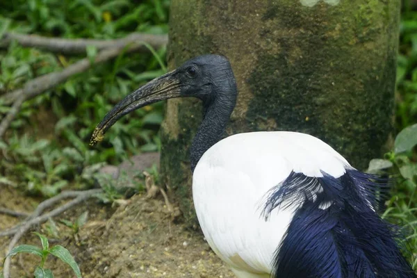 Een Afrikaans Heilig Ibis Met Lange Snavel Het Groene Park — Stockfoto