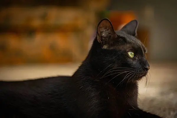 Szelektív Fókuszfelvétel Egy Zöld Szemű Fekete Macskáról — Stock Fotó