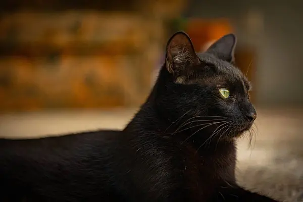 Tiro Foco Seletivo Gato Preto Com Olhos Verdes — Fotografia de Stock