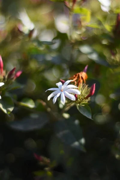 Svislé Selektivní Zaostření Záběru Bílé Jasmínové Květiny — Stock fotografie